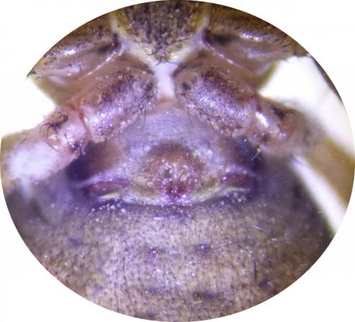 Xysticus sp.